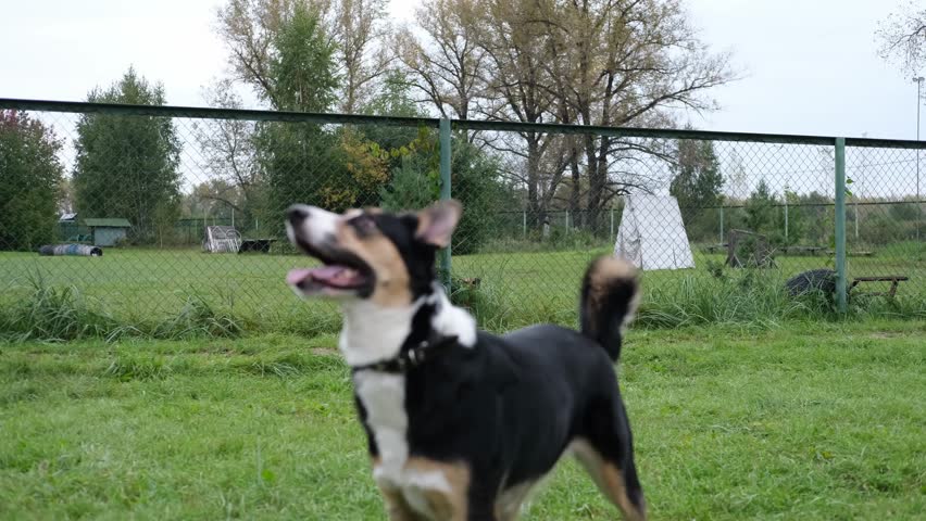 Dog joyfully runs across grassy field, chasing a ball, with vibrant surroundings and playful energy, highlighting the essence of outdoor fun and companionship
