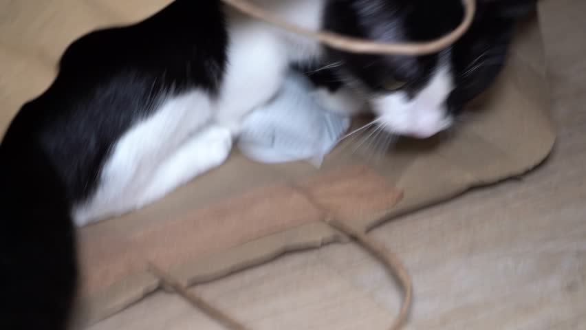 Playful black and white cat playing inside paper bag at home, curious kitten exploring and hiding, funny domestic pet behavior