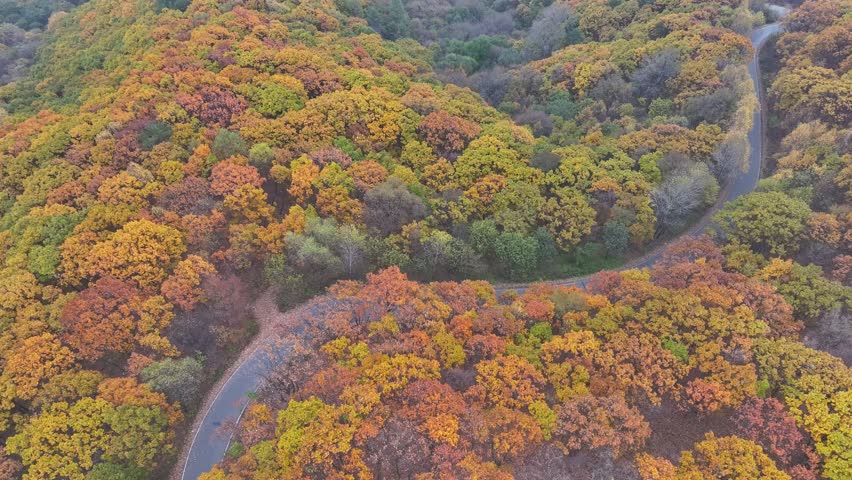 Aerial View of a winding road through colorful autumn forest
