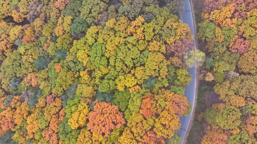 Aerial View of a winding road through colorful autumn forest
