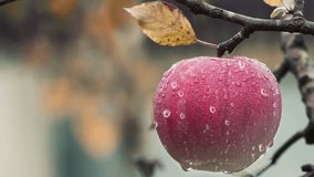 Red Apple with Water Droplets Hanging on Tree Branch - Powered by Shutterstock - Get 15% off with code: PIKWIZARD15