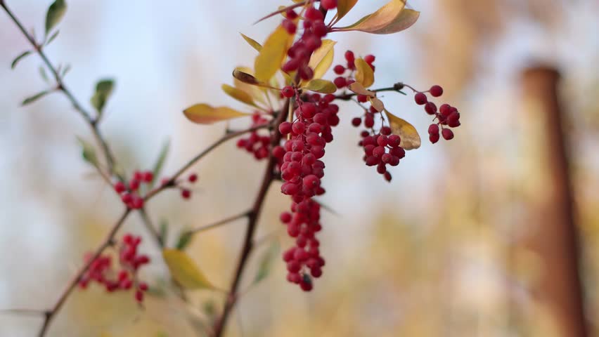 Red berries on the branches