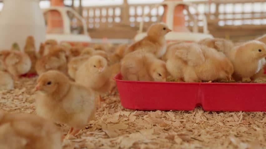 Adorable baby chicks explore their surroundings in a warm brooder. Their soft yellow feathers and curious movements capture the charm of new life on a farm, full of energy and innocence.