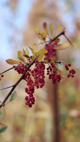 Red berries on the branches