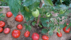 Freshly picked real organic red tomato lying on bed of hay mulch in greenhouse. Unripe green tomatoes grow and ripen on vine during summer harvest. Hobbies home gardening growing fruits and vegetables - Powered by Shutterstock - Get 15% off with code: PIKWIZARD15