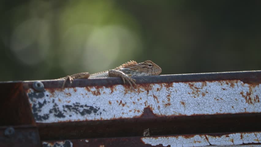 An Oriental Garden Lizard resting on a rusty metal surface, showing its camouflage and spiky crest.