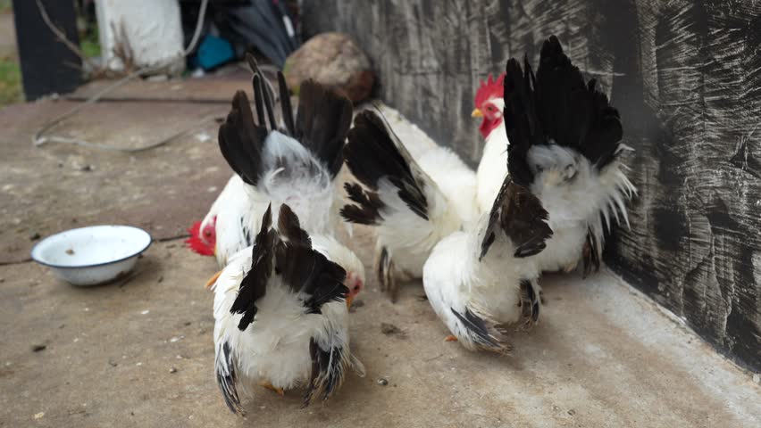 A Group of Chickens foraging on the Ground near a Bowl surrounded by Natural Elements in a Rustic Environment