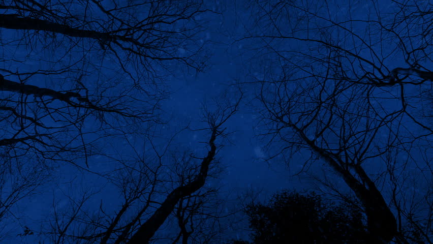 Looking Up In Woods On Rainy Night