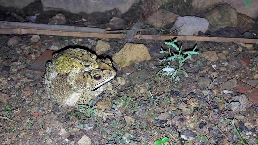 4K Love and Perseverance: Frogs in a Night Pair, Symbols of Nature