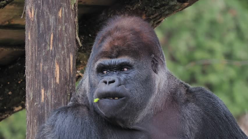 female gorilla is eating and looking in different directions