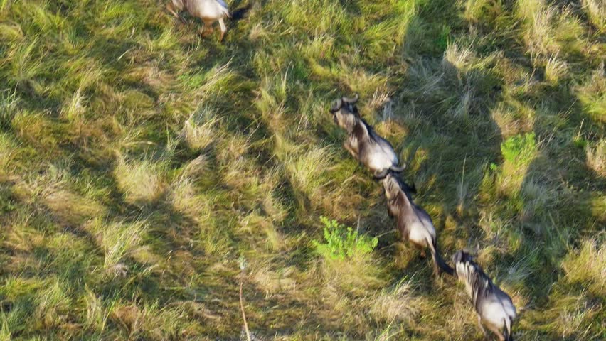 Aerial balloon captures small group of wildebeest galloping over grasslands in Maasai Mara National Reserve, Kenya.