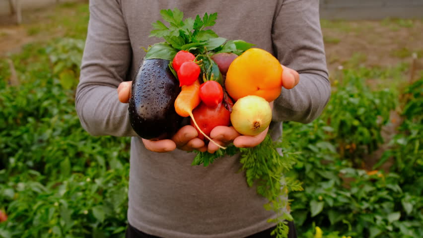 A farmer holds vegetables in his hands. Selective focus.