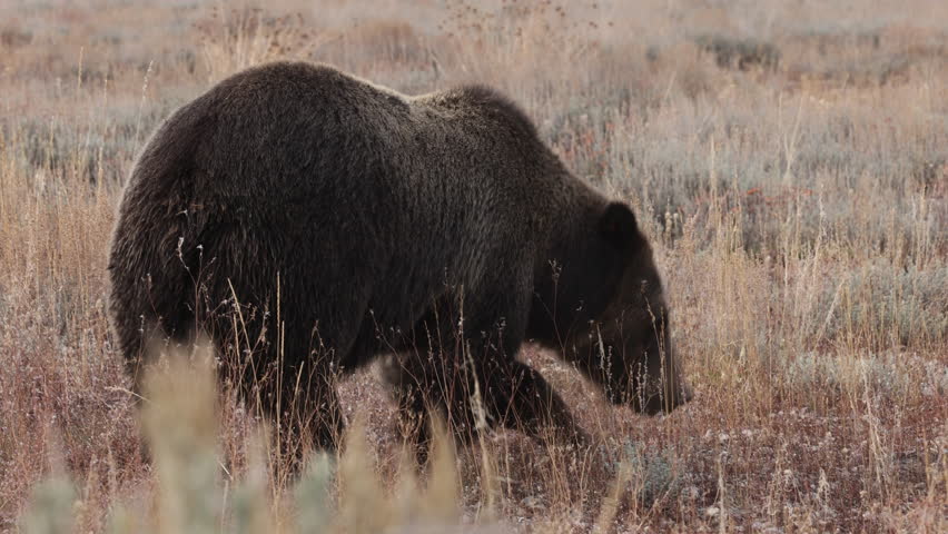Grizzly Bear in Grand Teton National Park Wyoming in Autumn