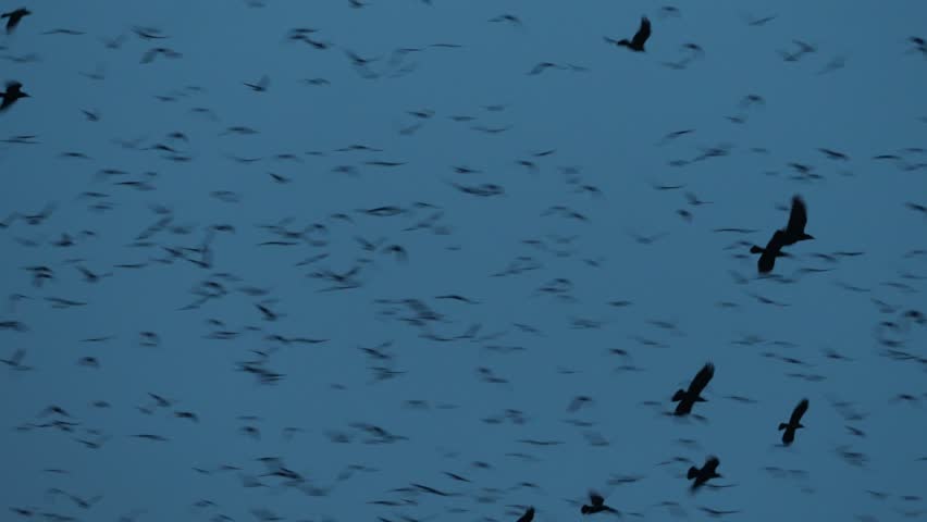 A moody November sunset over a bare cherry tree, surrounded by dark silhouettes of flying crows. The blue  sky contrasts beautifully with the stark branches, creating a creepy  atmosphere.