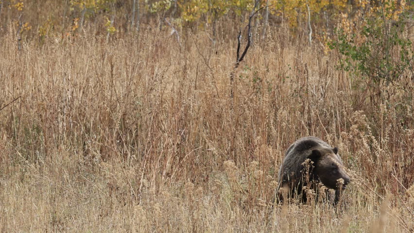 Grizzly Bear in Grand Teton National Park Wyoming in Autumn