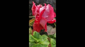 Stunning macro footage capturing the intricate beauty of a red and white variegated rose. Focus is sharp on the petals, which are covered in glistening water droplets. This close-up highlights the fre - Powered by Shutterstock - Get 15% off with code: PIKWIZARD15