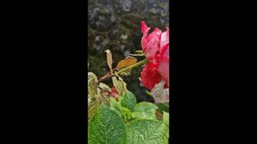 Stunning macro footage capturing the intricate beauty of a red and white variegated rose. Focus is sharp on the petals, which are covered in glistening water droplets. This close-up highlights the fre - Powered by Shutterstock - Get 15% off with code: PIKWIZARD15