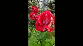 Stunning macro footage capturing the intricate beauty of a red and white variegated rose. Focus is sharp on the petals, which are covered in glistening water droplets. This close-up highlights the fre - Powered by Shutterstock - Get 15% off with code: PIKWIZARD15