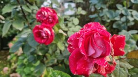 Stunning macro footage capturing the intricate beauty of a red and white variegated rose. Focus is sharp on the petals, which are covered in glistening water droplets. This close-up highlights the fre - Powered by Shutterstock - Get 15% off with code: PIKWIZARD15