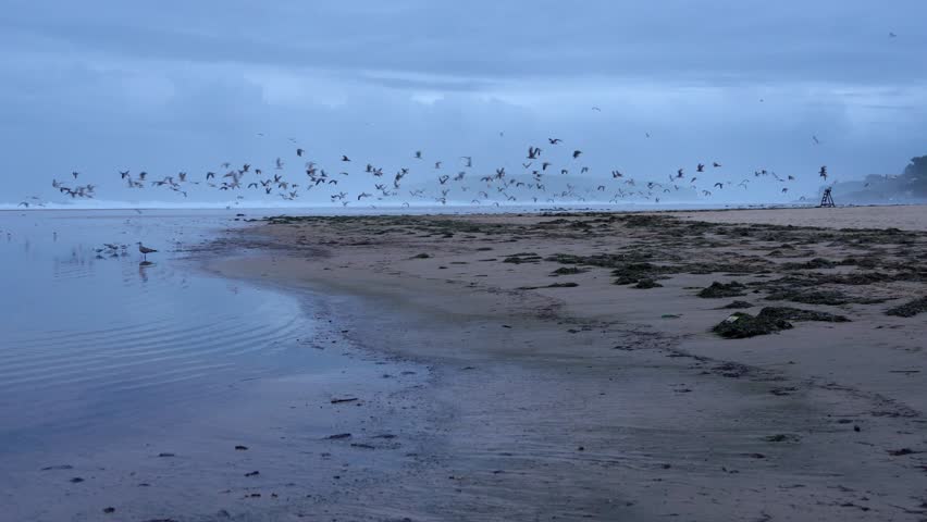 Murmuration of sea birds taking off from a wild and lonely beach on an overcast day. A moody and dramatic natural landscape scenery