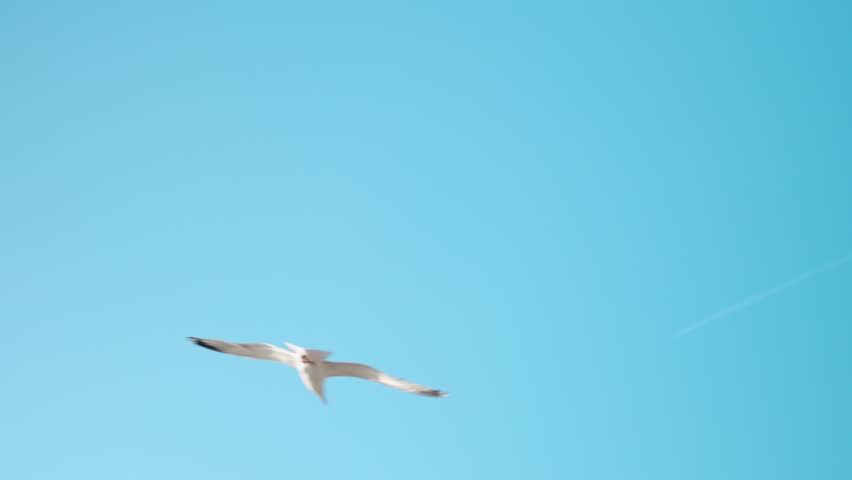 Seagulls flying at the beach