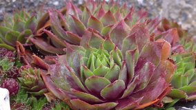 Hardy houseleek Sempervivum in garden rock bed, detailed view of rosette leaves followed by gentle zoom out showing succulent cluster - Powered by Shutterstock - Get 15% off with code: PIKWIZARD15