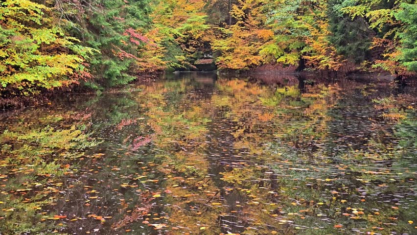 serene pond with falling leaves, peaceful lake surface with drifting leaves and gentle ripples