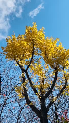 Ginkgo tree swaying in the wind on a clear day