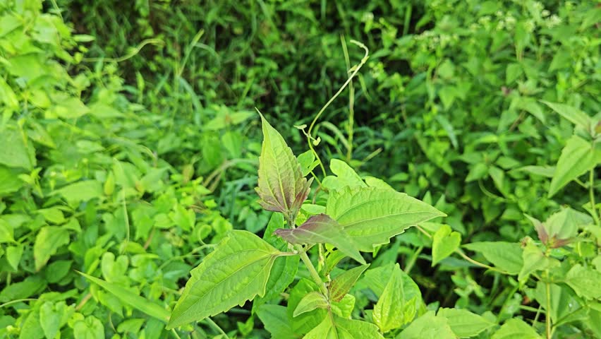 leafy chromolaena odorata plant growing wilding within the bushy creeping vegetation bushes. 