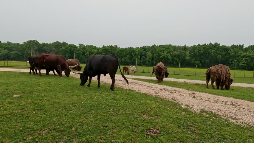 Highland Cattle in a Grassy Field. A beautiful horned highland Cattle grazes in a grassy field. A Scottish breed of cattle known for its long horns and shaggy hair.