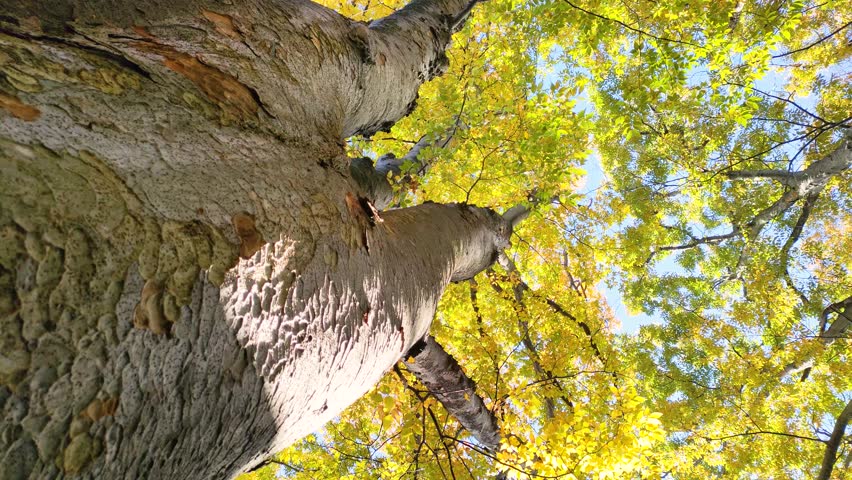 Looking up at the autumn zelkova trees