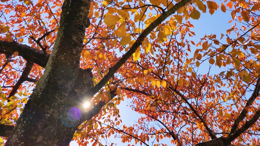 Autumn leaves and sunlight filtering through the trees, Tohoku Japan