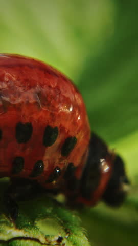 Larva Of Leptinotarsa Decemlineata Eating Potato Leafs. Serious Pest Of Potato. Larva Of Colorado Potato Striped Beetle. red beetle is spotted on a leaf filled with black objects, showcasing a vivid