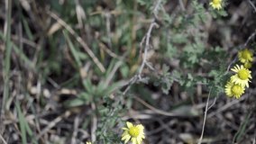 Several small flying insects were attracted by the wild chrysanthemums and busied themselves collecting nectar from the flower's stamens, while the tiny yellow flowers trembled gently in the wind. - Powered by Shutterstock - Get 15% off with code: PIKWIZARD15