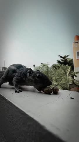 Close-up Squirrel Eating Peanuts on Balcony – Urban Wildlife in India