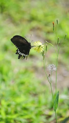 Common Mormon butterfly (Papilio polytes) landing on flowers – Calm slow motion macro nature video