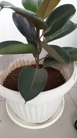 This ornamental plant is called Rubber tree with another name Ficus Elastica, it is very beautiful planted in pots and decorates indoor rooms.