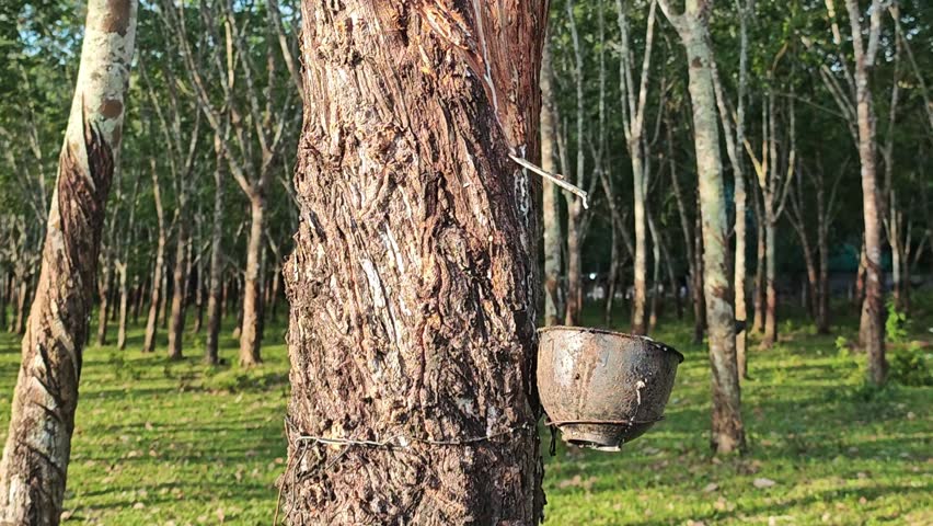 Rubber plantation and tap rubber trees.