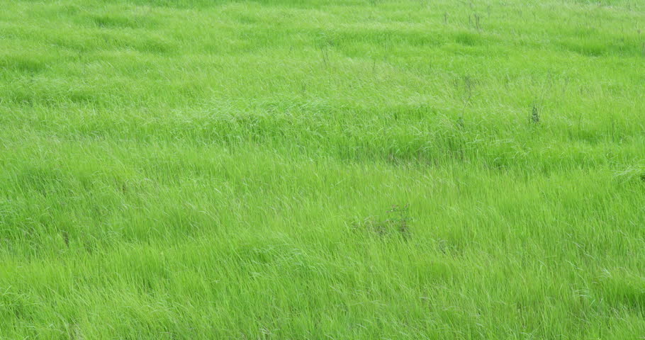 Wind gently moves bright green meadow grass during peaceful moment in national park, creating relaxing nature scene in slowmotion that feels serene and refreshing under natural light