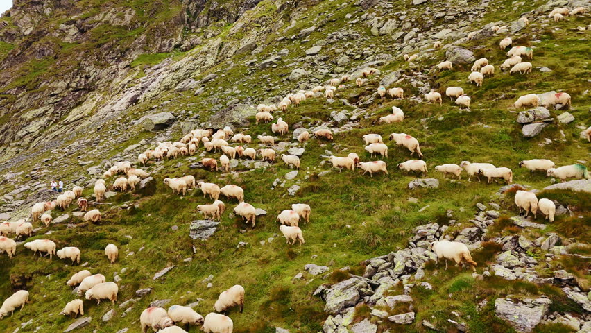 Multiple white sheep graze in the mountains. Livestock is looking for fresh green grass among the rocks. Aerial view.