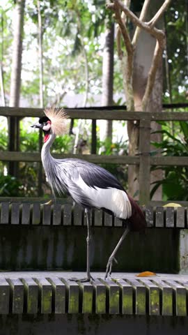 Explore the Bali Bird Park — a tropical sanctuary filled with wild exotic birds
