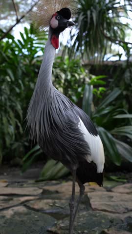 Explore the Bali Bird Park — a tropical sanctuary filled with wild exotic birds