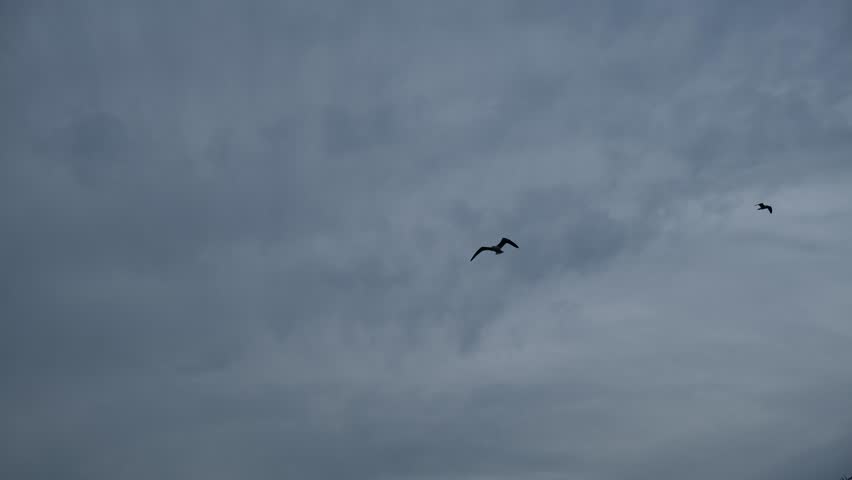 Seagulls fly high in the overcast sky. A strong side wind blows the birds away. Two birds are circling in the evening sky. The concept of freedom of flight in zero gravity. Shooting from bottom to top