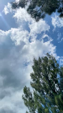 Bright Sunlight Shining Through Pine Tree Branches and Fluffy Clouds