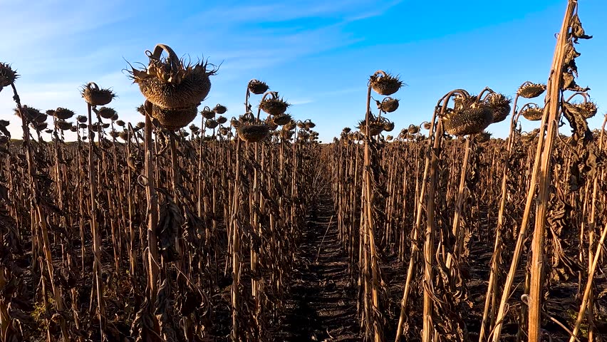 Agricultural field of dry ripe sunflower on an autumn sunny day, ready for harvest. Agricultural industry