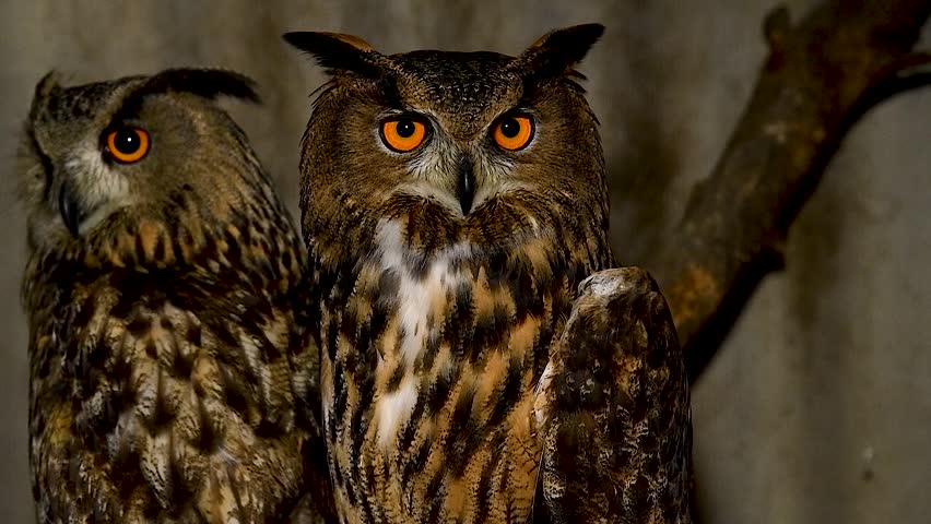 Portrait of an Eagle owl sitting in an aviary. 
Eagle owl is a bird of the owl family. A very large owl, which can be recognized by its long tufts of feathers — "ears" and large bright orange eyes.