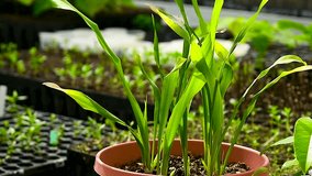Seedlings of trees, shrubs and flowers grown in a greenhouse nursery. Modern greenhouse in sunlight with climate control, for growing seedlings and flowers. Industrial gardening - Powered by Shutterstock - Get 15% off with code: PIKWIZARD15