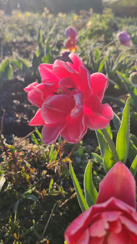 Blooming tulip close-up. Blooming tulip flower with pink petals and frost on sunny spring morning. Blossoming blooming flower tulip growing in ground. Petals covered with snow ice Vertical