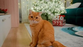 festive feline ambiance, serene ginger feline near holiday decorations, tranquil ginger cat positioned beside decorated christmas tree with glowing lights and wrapped - Powered by Shutterstock - Get 15% off with code: PIKWIZARD15