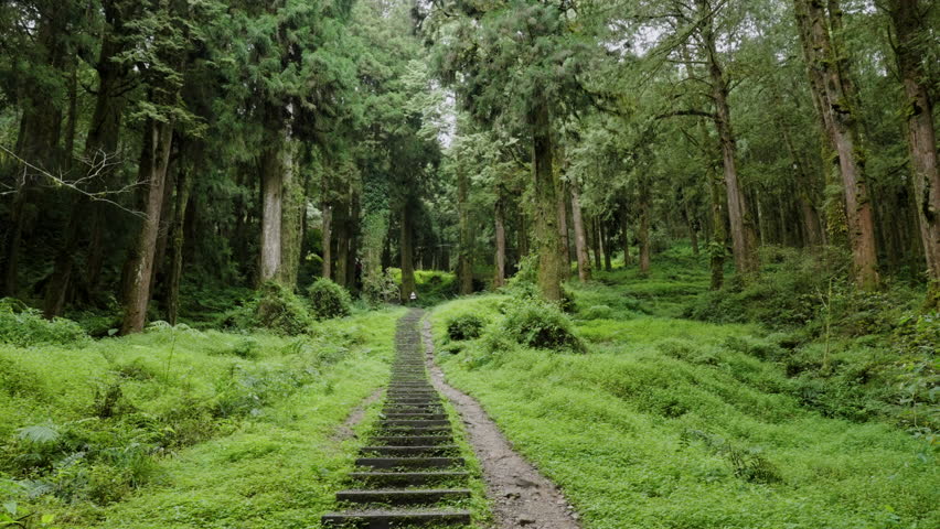 Misty forest path with wooden steps